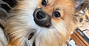 Morty joined the competition — help win amazing prizes! dog, pomeranian, pet, fluffy, indoor, blanket, chew_stick, fur, cute, animal, canine, closeup, portrait, relaxed, home, cozy, ears, nose, eyes, toy