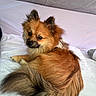 Morty is registered to the contest to win money with this photo: dog, fluffy, brown, pet, animal, fur, tail, indoor, white_sheet, cute, small_dog, resting, looking_back, ears, face, companion, domestic, canine, relaxed, cozy