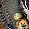 Morty is registered to the contest to win money with this photo: dog, pomeranian, fluffy, pet, indoor, rug, footwear, slipper, blanket, patterned_rug, animal, cute, looking_up, small_dog, furry, companion, floor, home, domestic, cozy