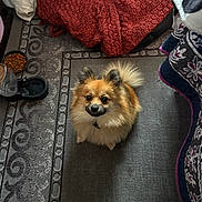 Morty is registered to the contest to win money with this photo: dog, pomeranian, pet, animal, indoor, carpet, blanket, food_bowl, fur, small_dog, cute, looking_up, tail, ears, cozy, home, floor, patterned_rug, waiting, companion