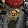 dog, pomeranian, pet, animal, indoor, carpet, blanket, food_bowl, fur, small_dog, cute, looking_up, tail, ears, cozy, home, floor, patterned_rug, waiting, companion