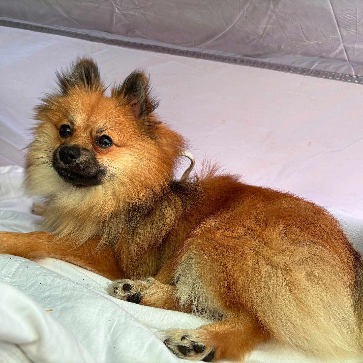 Morty is registered to the contest to win money with this photo: dog, fluffy, golden_brown, tent, blanket, indoor, pet, canine, relaxed, lying_down, cozy, fur, ears, paws, black_socks, comfort, resting, companion, cute, small_dog