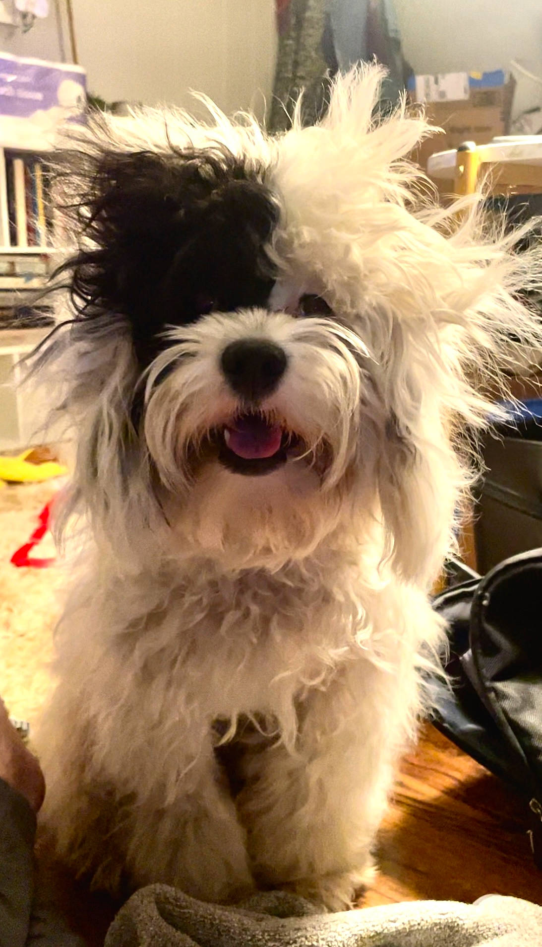 Bowie joined the competition — help win amazing prizes! canidae, carnivore, companion_dog, dog, dog_breed, dog_collar, fur, maltepoo, non_sporting_group, small_terrier, snout, sporting_group, terrier, toy_dog, water_dog, working_animal