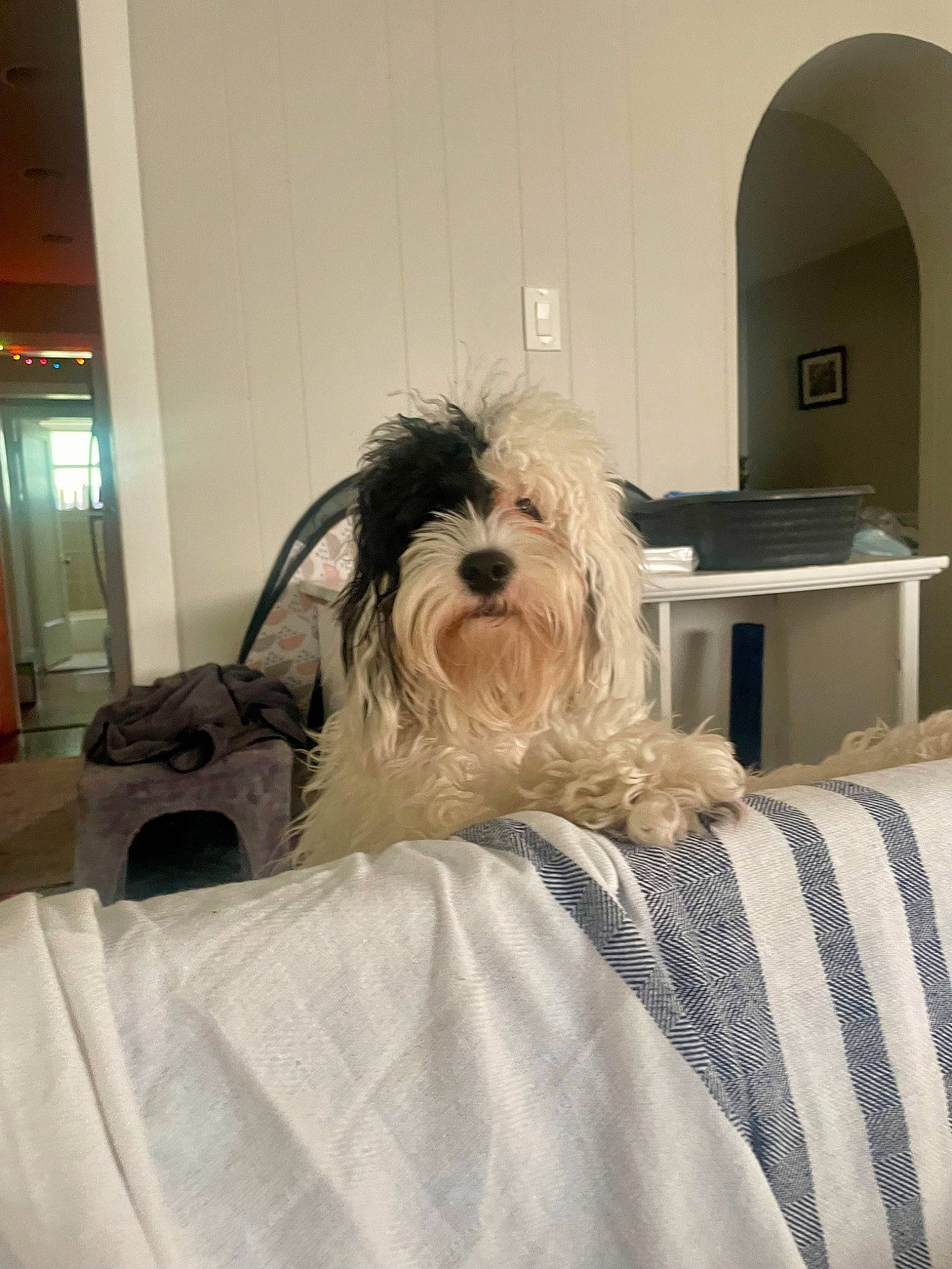 Bowie joined the competition — help win amazing prizes! bed_sheet, bedding, bedroom, canidae, carnivore, comfort, companion_dog, dog, dog_breed, dog_supply, floor, flooring, fur, linens, non_sporting_group, room, small_terrier, sporting_group, toy_dog, working_animal