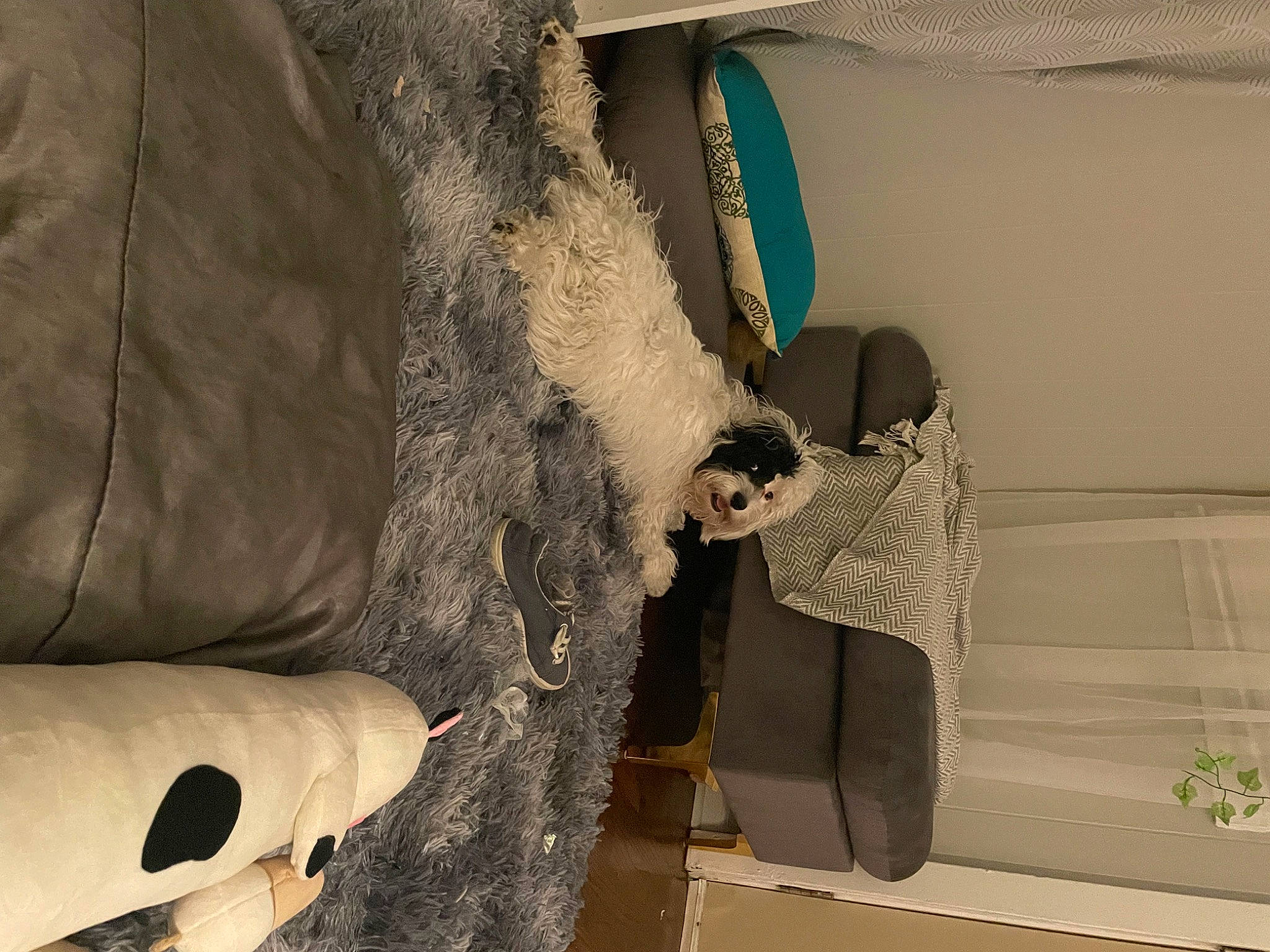 Bowie is registered to the contest to win money with this photo: art, automotive_design, ceiling, comfort, couch, fashion_design, flooring, fur, human_leg, interior_design, linens, living_room, luxury_vehicle, pattern, room, stuffed_toy, vehicle_door, visual_arts, window_treatment, wood