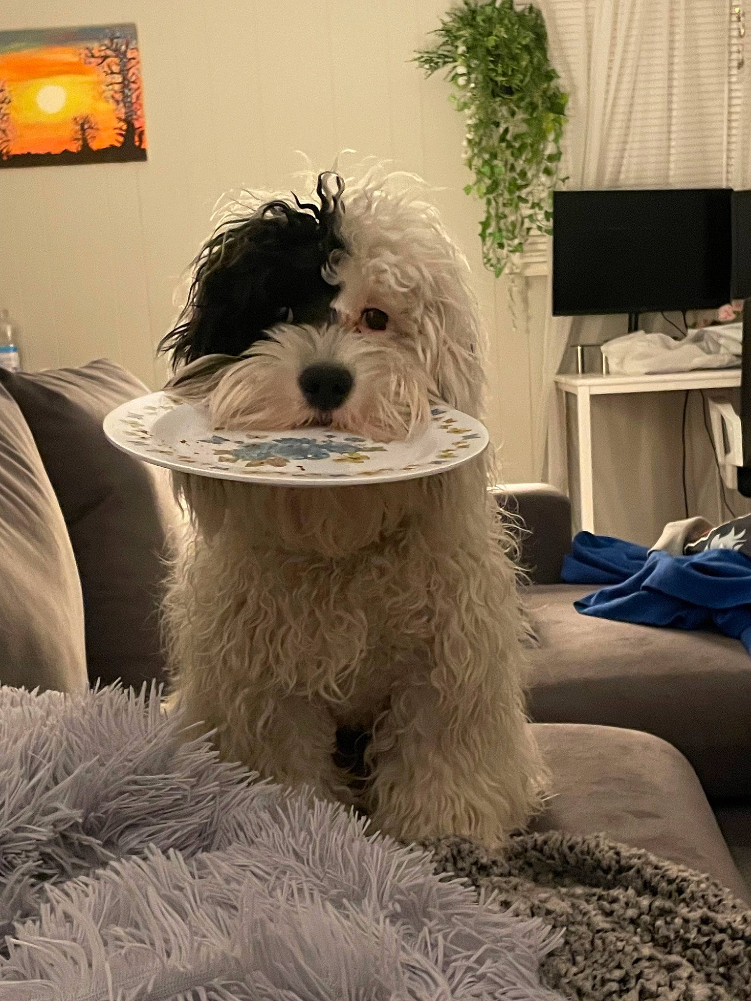 Bowie joined the competition — help win amazing prizes! canidae, carnivore, comfort, companion_dog, computer_monitor, dog, dog_breed, flooring, fur, houseplant, lamp, picture_frame, plant, small_terrier, sporting_group, television, terrier, toy_dog, water_dog, working_animal