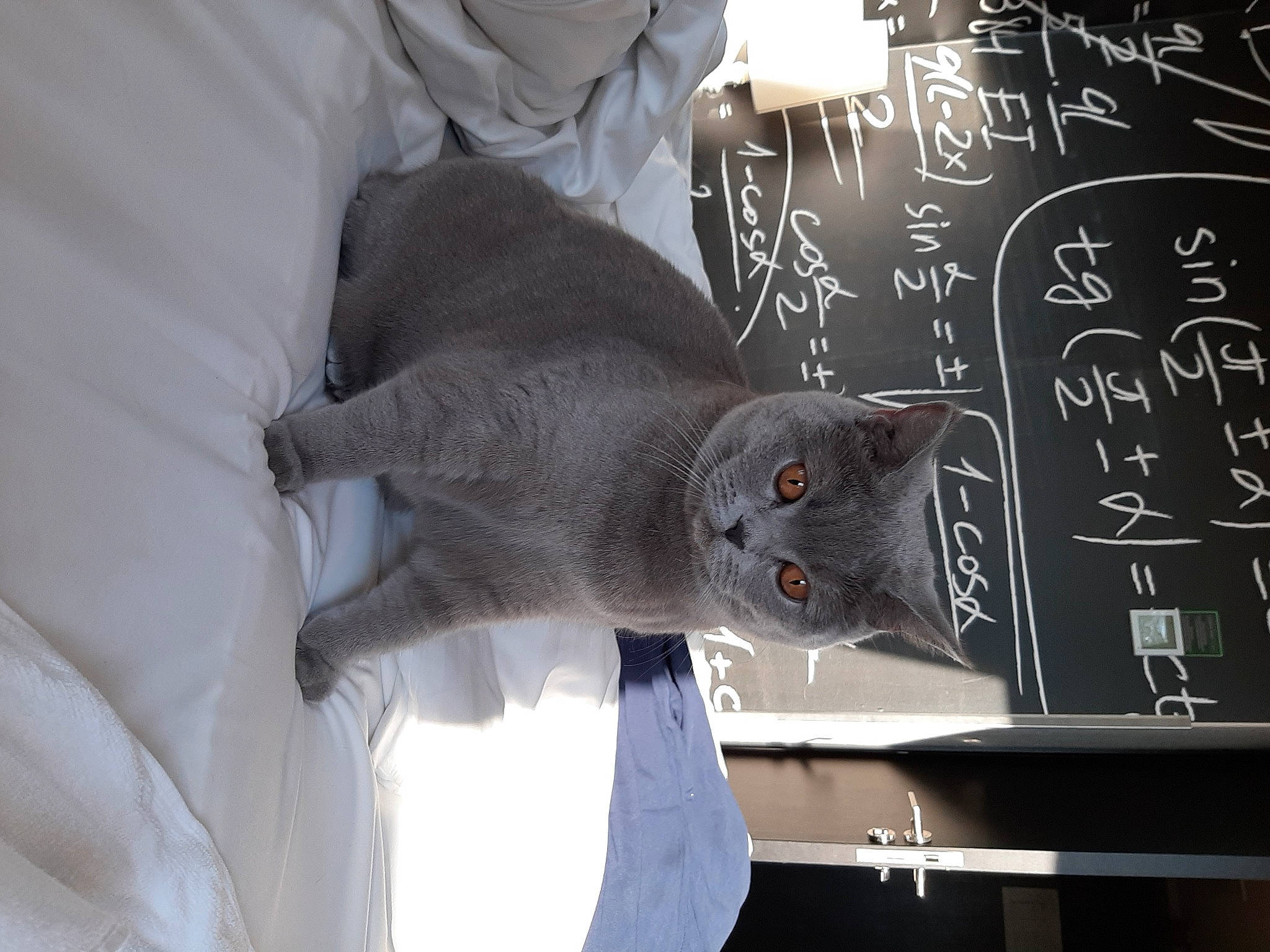 Pushka is registered to the contest to win money with this photo: blackboard, carnivore, cat, chalk, comfort, domestic_short_haired_cat, felidae, font, glass, grey, handwriting, room, russian_blue, sleeve, small_to_medium_sized_cats, tail, whiskers, writing