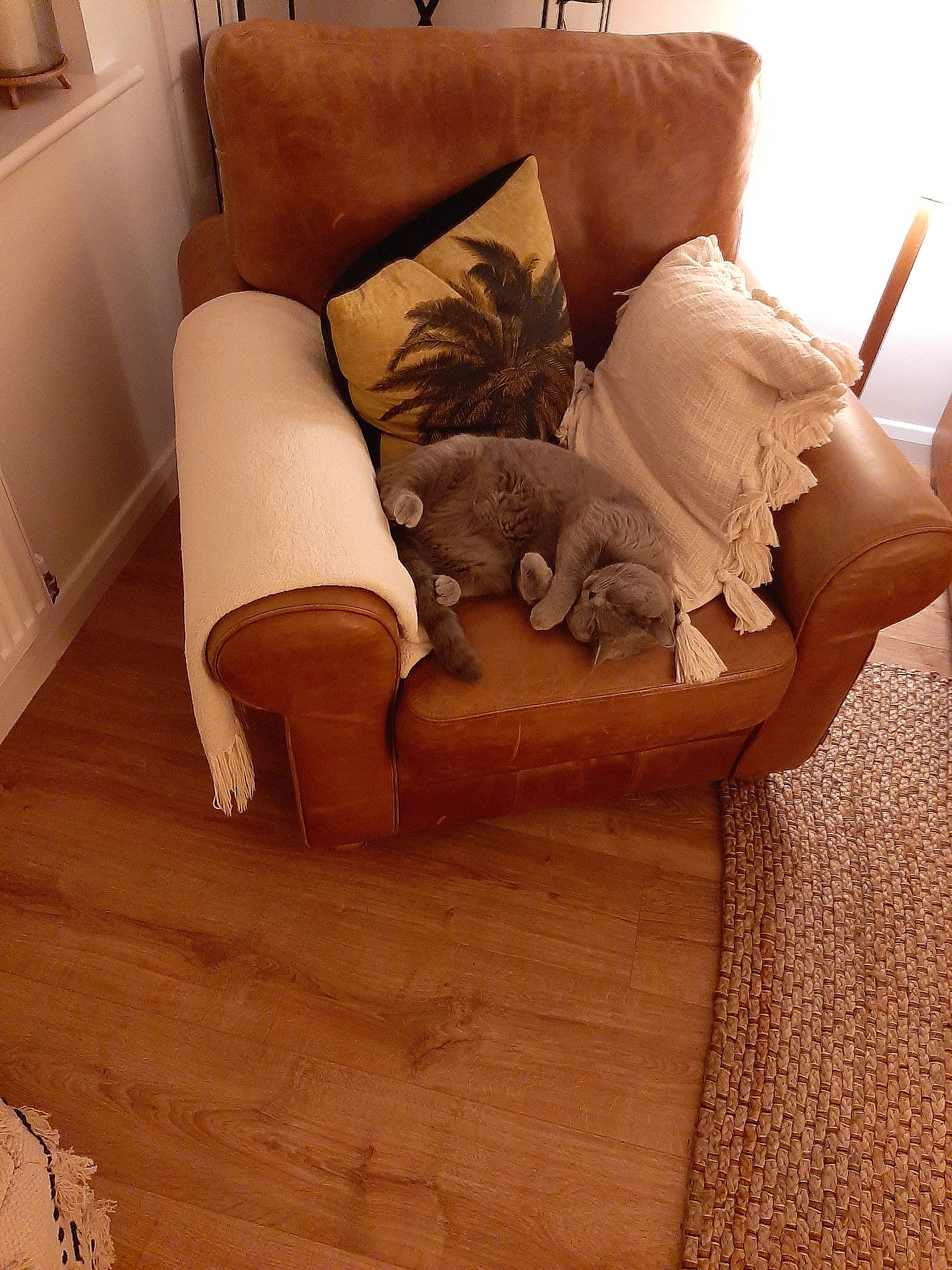 Pushka joined the competition — help win amazing prizes! bed, bedding, carnivore, comfort, companion_dog, fawn, felidae, floor, flooring, fur, furniture, hardwood, human_body, human_leg, knee, leg, linens, small_to_medium_sized_cats, thigh, wood