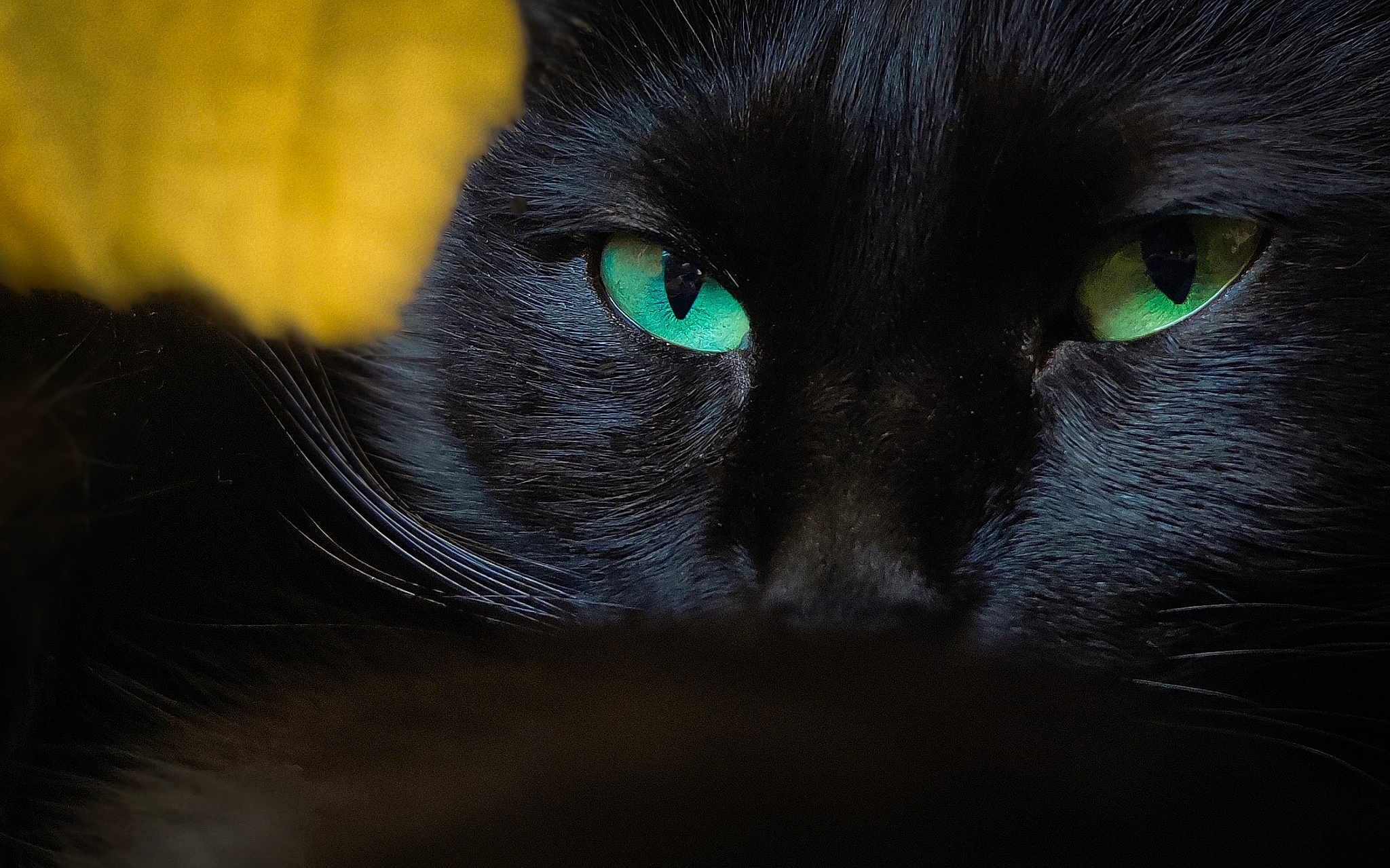 Pepita