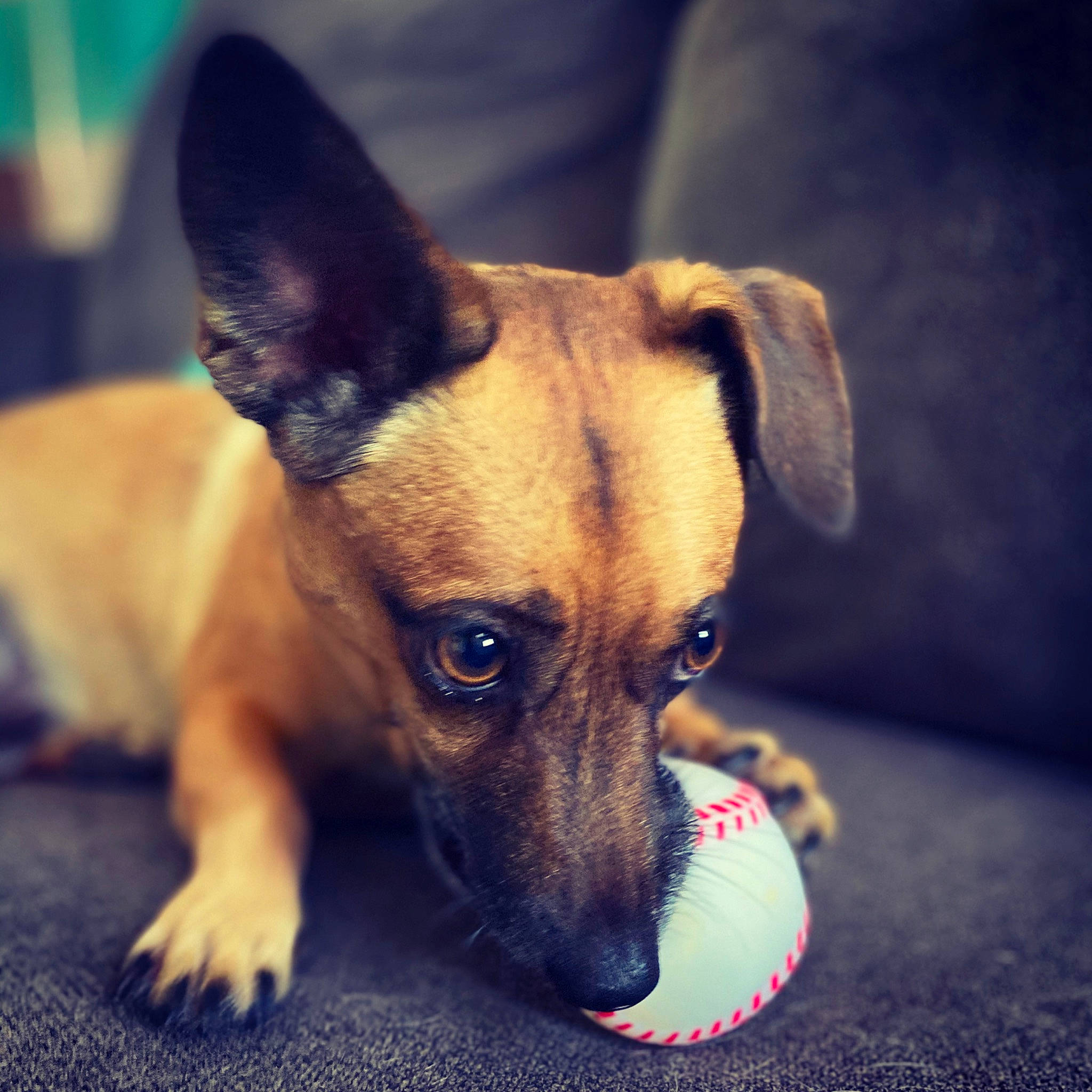 Levi joined the competition — help win amazing prizes! bored, canidae, carnivore, collar, companion_dog, dog, dog_breed, dog_supply, ear, eye, fawn, fur, paw, snout, soft_drink, sporting_group, terrestrial_animal, toy_dog, whiskers, working_animal