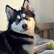 Isabella is registered to the contest to win money with this photo: dog, siberian_husky, blue_eyes, pet, animal, indoor, bed, blanket, tennis_ball, fur, paw, cute, portrait, looking, curious, laying_down, mammal, domestic_animal, companion, household