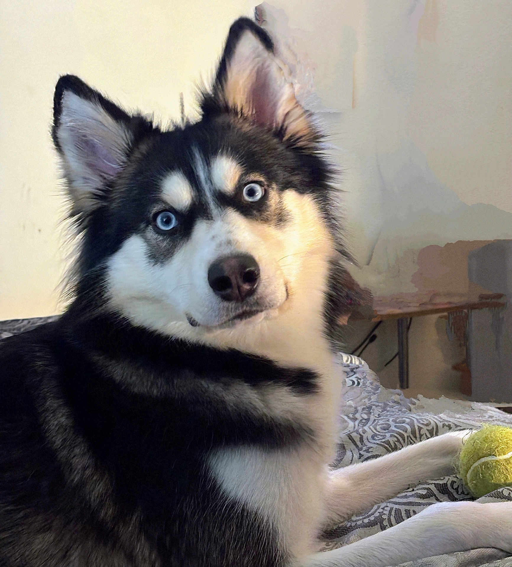Isabella is registered to the contest to win money with this photo: dog, siberian_husky, blue_eyes, pet, animal, indoor, bed, blanket, tennis_ball, fur, paw, cute, portrait, looking, curious, laying_down, mammal, domestic_animal, companion, household