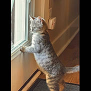 Sugar joined the competition — help win amazing prizes! cat, curious, door, fur, hardwood_floor, hind_legs, home_interior, indoor, kitten, looking_out, mat, paw, reflection, sill, soft_light, standing, tabby_cat, whiskers, window, windowsill