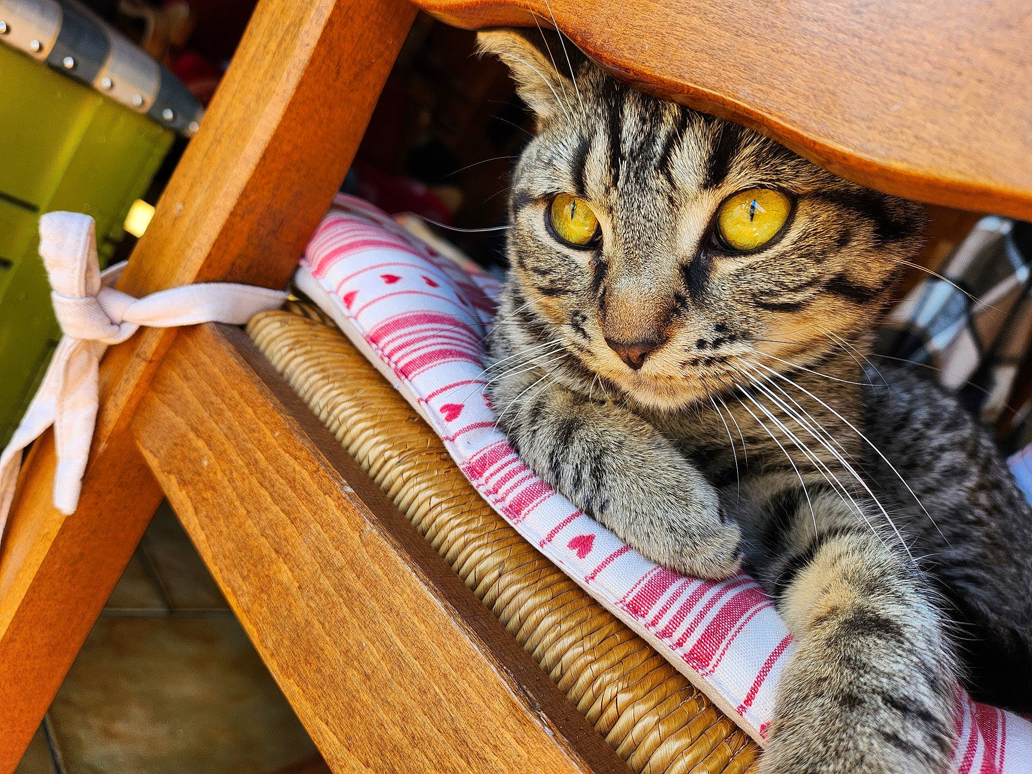 Milka participe au concours pour gagner de l'argent avec cette photo : basket, carnivore, cat, cat_supply, chair, claw, comfort, domestic_short_haired_cat, felidae, fur, hardwood, hat, outdoor_furniture, paw, shelf, small_to_medium_sized_cats, snout, whiskers, wicker, wood