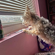 Nooch joined the competition — help win amazing prizes! dog, small_dog, window, blinds, pink_wall, indoor, curious, pet, furniture, can, container, shelf, household_items, fur, looking_out, daylight, domestic, cozy, resting_spot, nivea