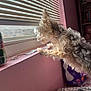 dog, small_dog, window, blinds, pink_wall, indoor, curious, pet, furniture, can, container, shelf, household_items, fur, looking_out, daylight, domestic, cozy, resting_spot, nivea