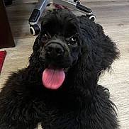 Volta participe au concours pour gagner de l'argent avec cette photo : animal, black_dog, closeup, companion, curly_fur, cute, dog, domestic_animal, floor, fur, happy, indoor, laying_down, mammal, office_chair, pet_bed, playful, tongue, tongue_out, wooden_floor