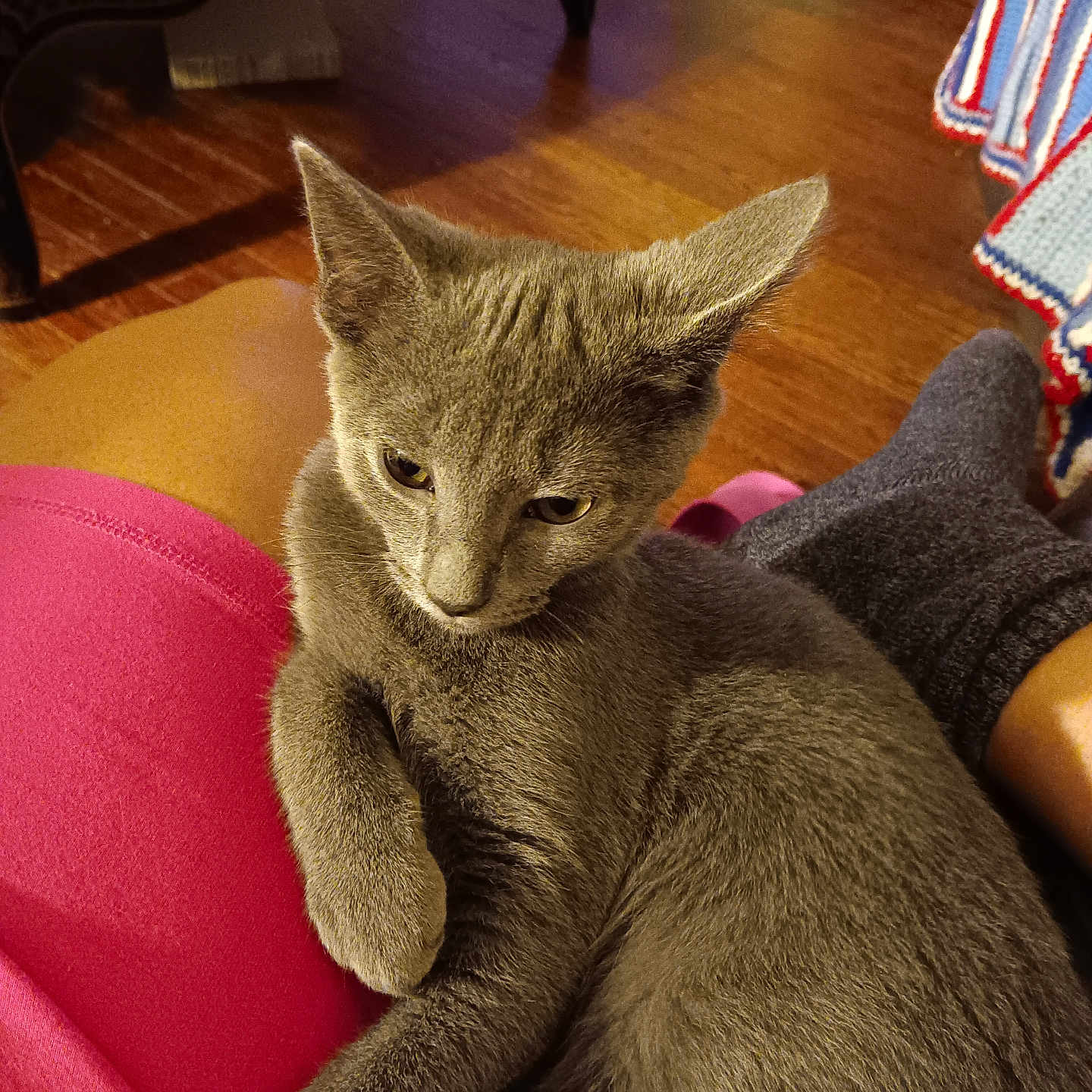 Mr. Blue