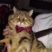Jaz a rejoint le concours — aidez-le/la à gagner de superbes lots ! animal, bow_tie, cat, close_up, cute, domestic_animal, face, feline, flash, fur, hand, holding, indoor, person, pet, portrait, striped, tabby, whiskers, yellow_eyes