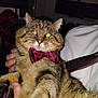 animal, bow_tie, cat, close_up, cute, domestic_animal, face, feline, flash, fur, hand, holding, indoor, person, pet, portrait, striped, tabby, whiskers, yellow_eyes