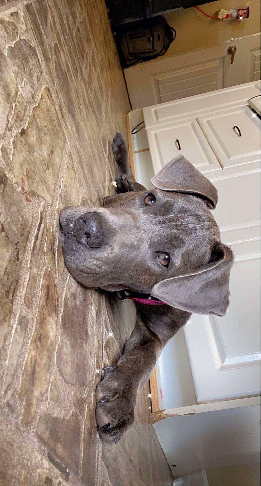 Lili joined the competition — help win amazing prizes! art, building, canidae, carnivore, collar, dog, dog_breed, dog_collar, door, fawn, liver, metal, sculpture, snout, sporting_group, statue, whiskers, window, wood, working_animal