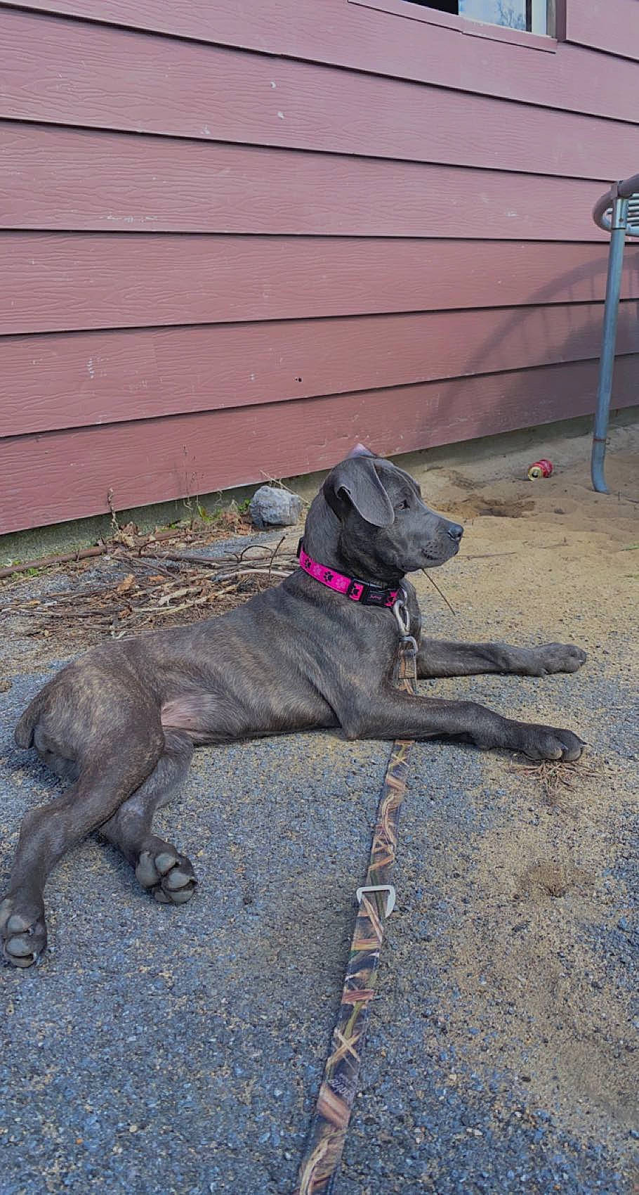 Lili joined the competition — help win amazing prizes! carnivore, collar, companion_dog, dog, dog_breed, dog_collar, dog_supply, fawn, grey, leash, liver, mammal, pet_supply, road_surface, snout, sporting_group, tail, vertebrate, wood, working_animal