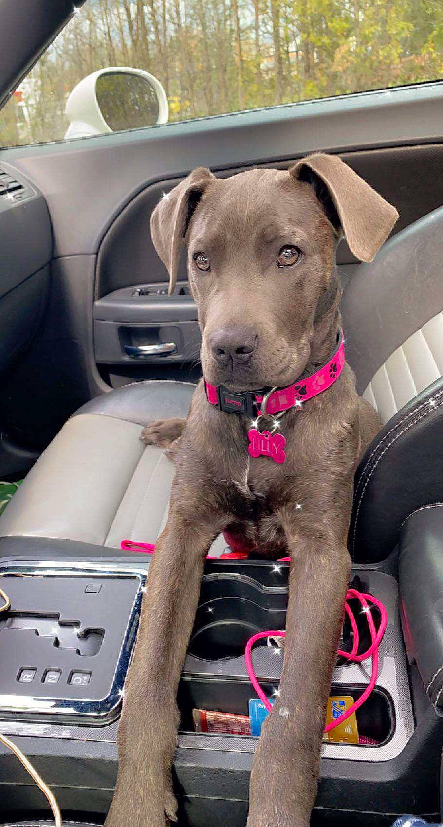 Lili joined the competition — help win amazing prizes! auto_part, automotive_design, automotive_exterior, car, car_seat, car_seat_cover, carnivore, collar, companion_dog, dog, dog_breed, dog_collar, family_car, fawn, liver, motor_vehicle, steering_wheel, vehicle, vehicle_door, working_animal