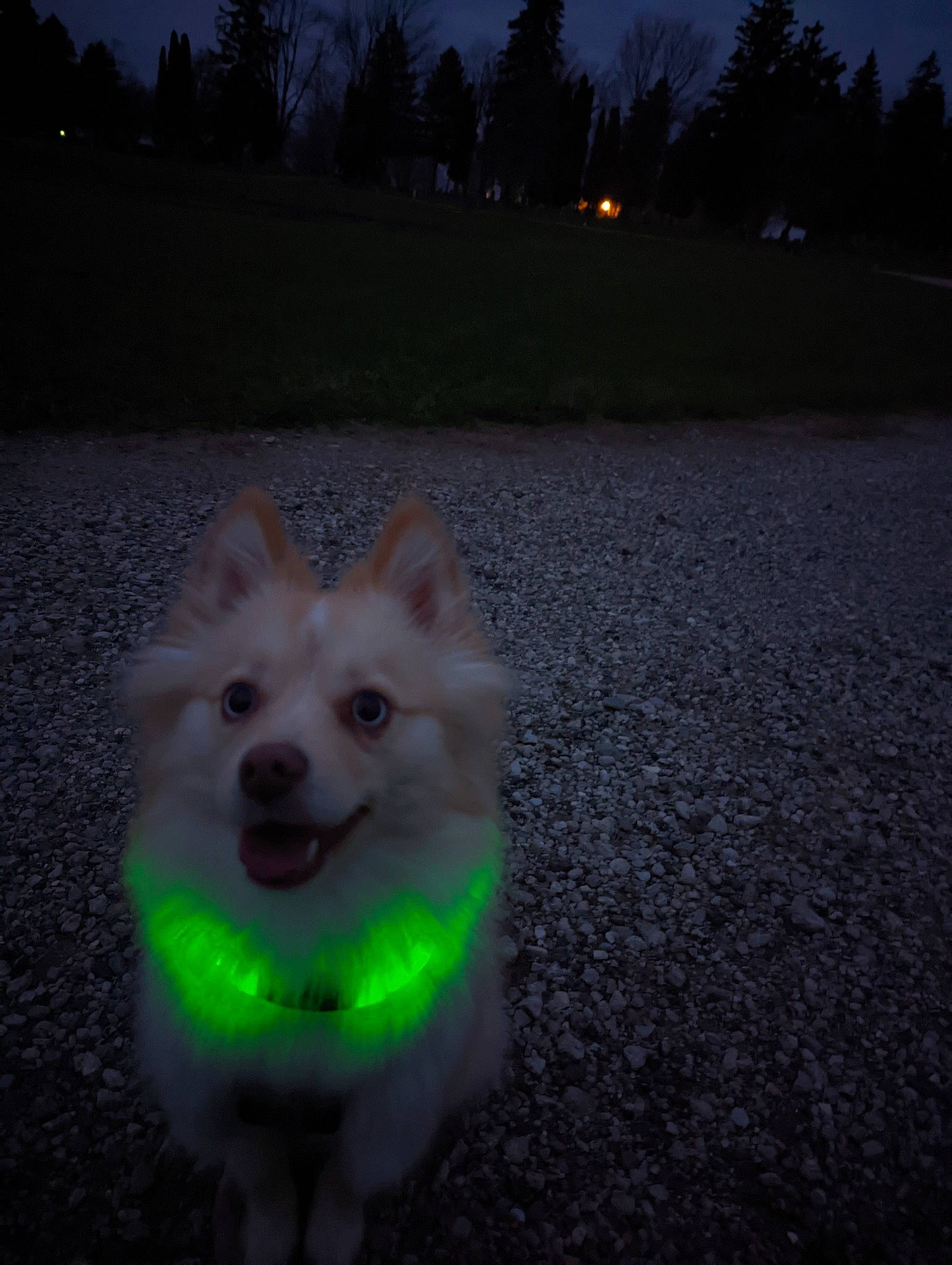 Stevie is registered to the contest to win money with this photo: asphalt, canidae, carnivore, cloud, companion_dog, darkness, dog, dog_breed, electric_blue, grass, japanese_spitz, midnight, night, road_surface, sky, spitz, sporting_group, toy_dog, tree, winter