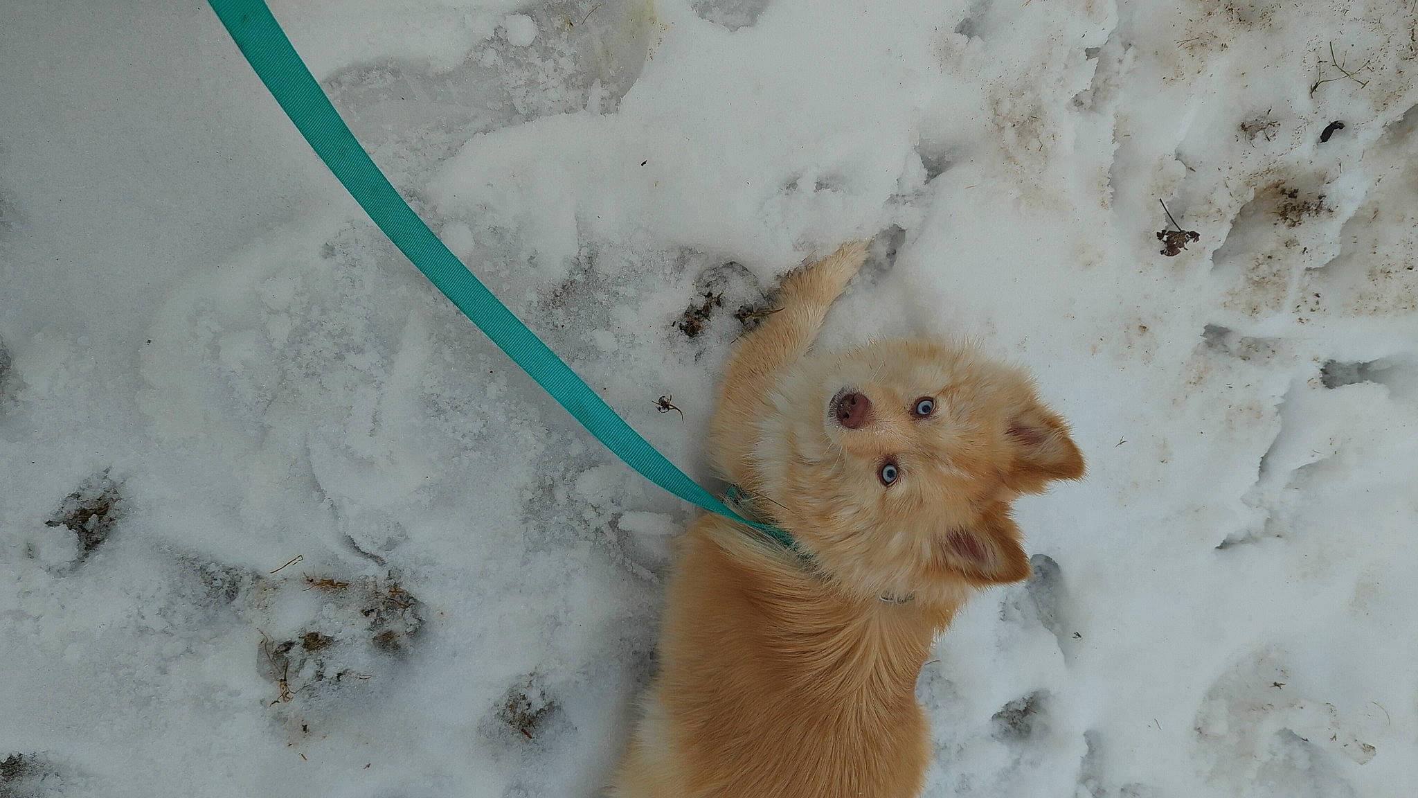 Stevie joined the competition — help win amazing prizes! canidae, carnivore, companion_dog, dog, dog_breed, fawn, freezing, fur, non_sporting_group, paw, snout, snow, sporting_group, tail, terrestrial_animal, toy, toy_dog, whiskers, winter