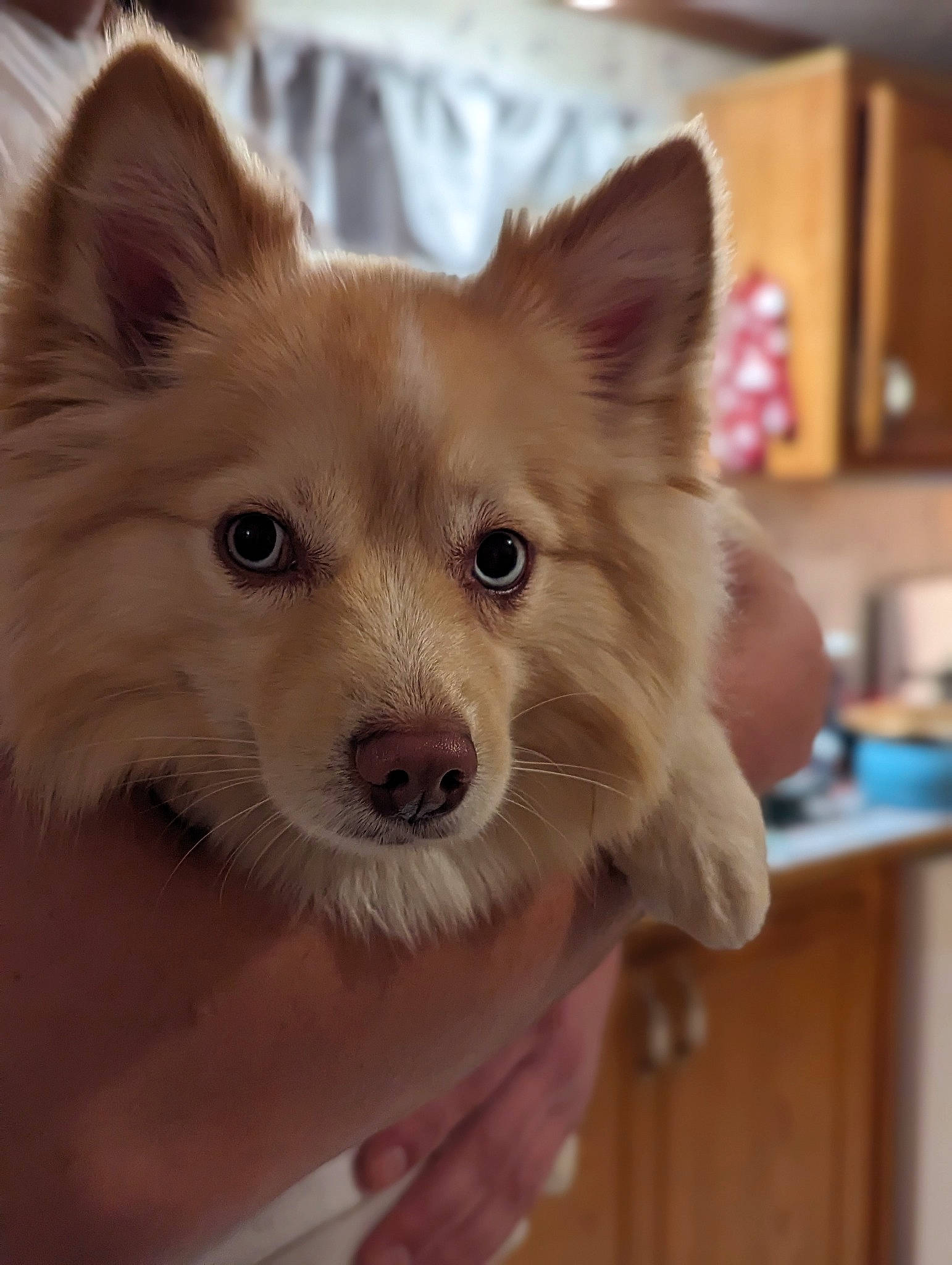 Stevie joined the competition — help win amazing prizes! canidae, carnivore, companion_dog, dog, dog_breed, dog_supply, ear, fawn, fur, german_spitz_mittel, non_sporting_group, puppy, snout, spitz, sporting_group, terrestrial_animal, toy_dog, volpino_italiano, whiskers, working_animal