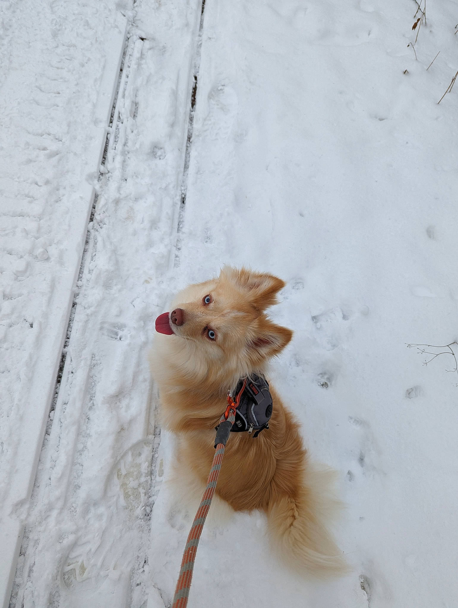 Stevie is registered to the contest to win money with this photo: canidae, carnivore, collar, companion_dog, dog, dog_breed, dog_collar, dog_supply, fawn, freezing, fur, liver, pet_supply, snow, sporting_group, tail, toy, winter, wood, working_animal