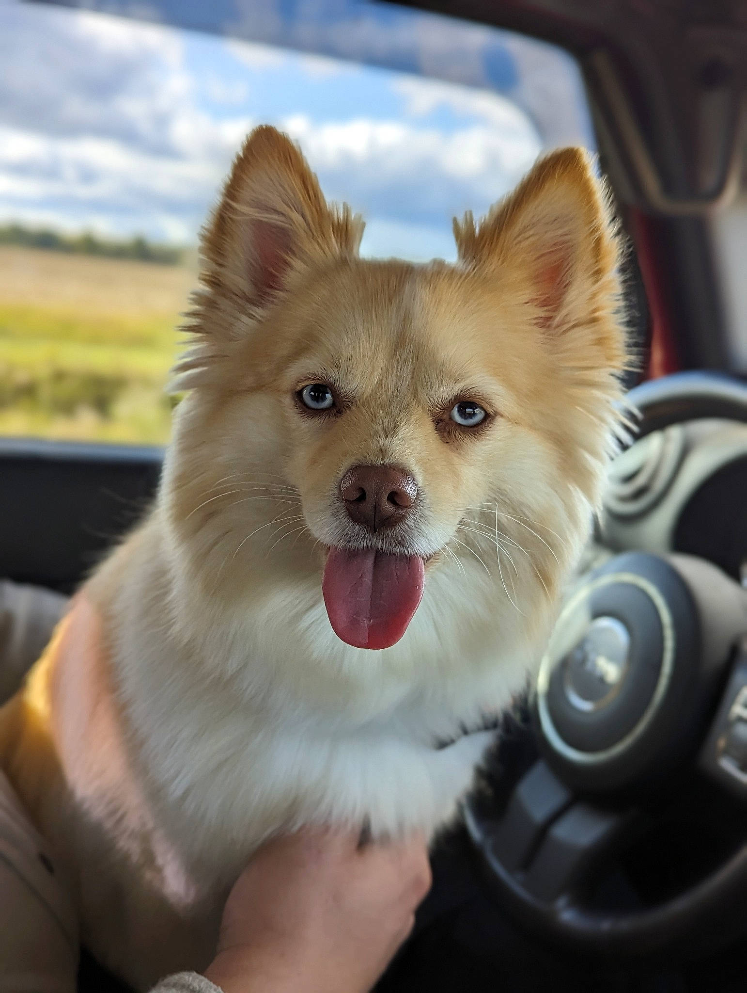 Stevie is registered to the contest to win money with this photo: automotive_mirror, canidae, car, carnivore, cloud, collar, companion_dog, dog, dog_breed, fawn, fur, sky, snout, spitz, sporting_group, steering_wheel, vehicle, whiskers, windscreen_wiper, windshield