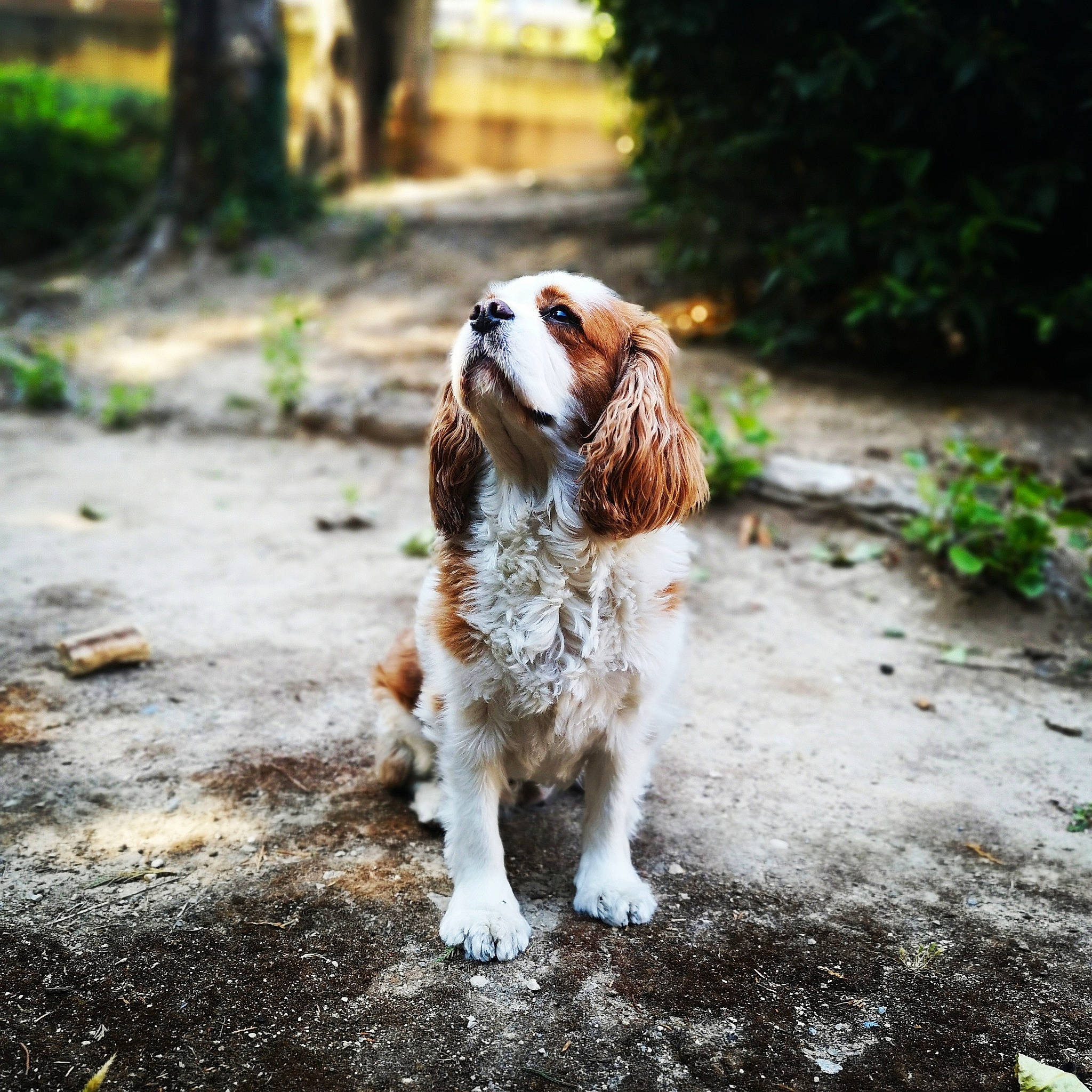 Elia a rejoint le concours — aidez-le/la à gagner de superbes lots ! canidae, carnivore, cavalier_king_charles_spaniel, cocker_spaniel, companion_dog, dog, dog_breed, english_cocker_spaniel, fawn, french_spaniel, gun_dog, king_charles_spaniel, mammal, rare_breed_dog, russian_spaniel, snout, spaniel, sporting_group, vertebrate, welsh_springer_spaniel