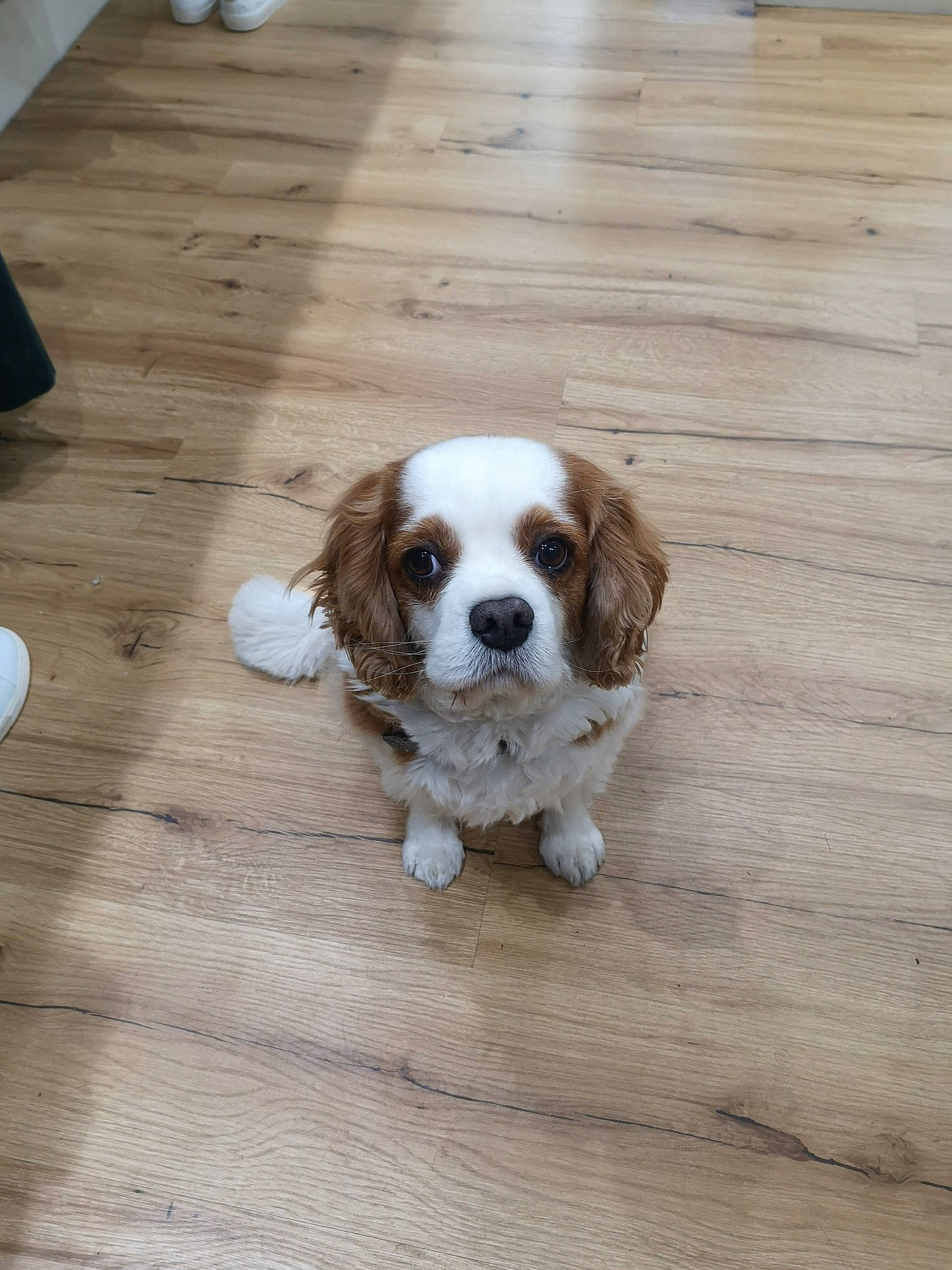 Elia participe au concours pour gagner de l'argent avec cette photo : canidae, carnivore, cavalier_king_charles_spaniel, companion_dog, dog, dog_breed, fawn, flooring, king_charles_spaniel, kooikerhondje, mammal, phalene, puppy, rare_breed_dog, russian_spaniel, spaniel, sporting_group, toy_dog, vertebrate, wood