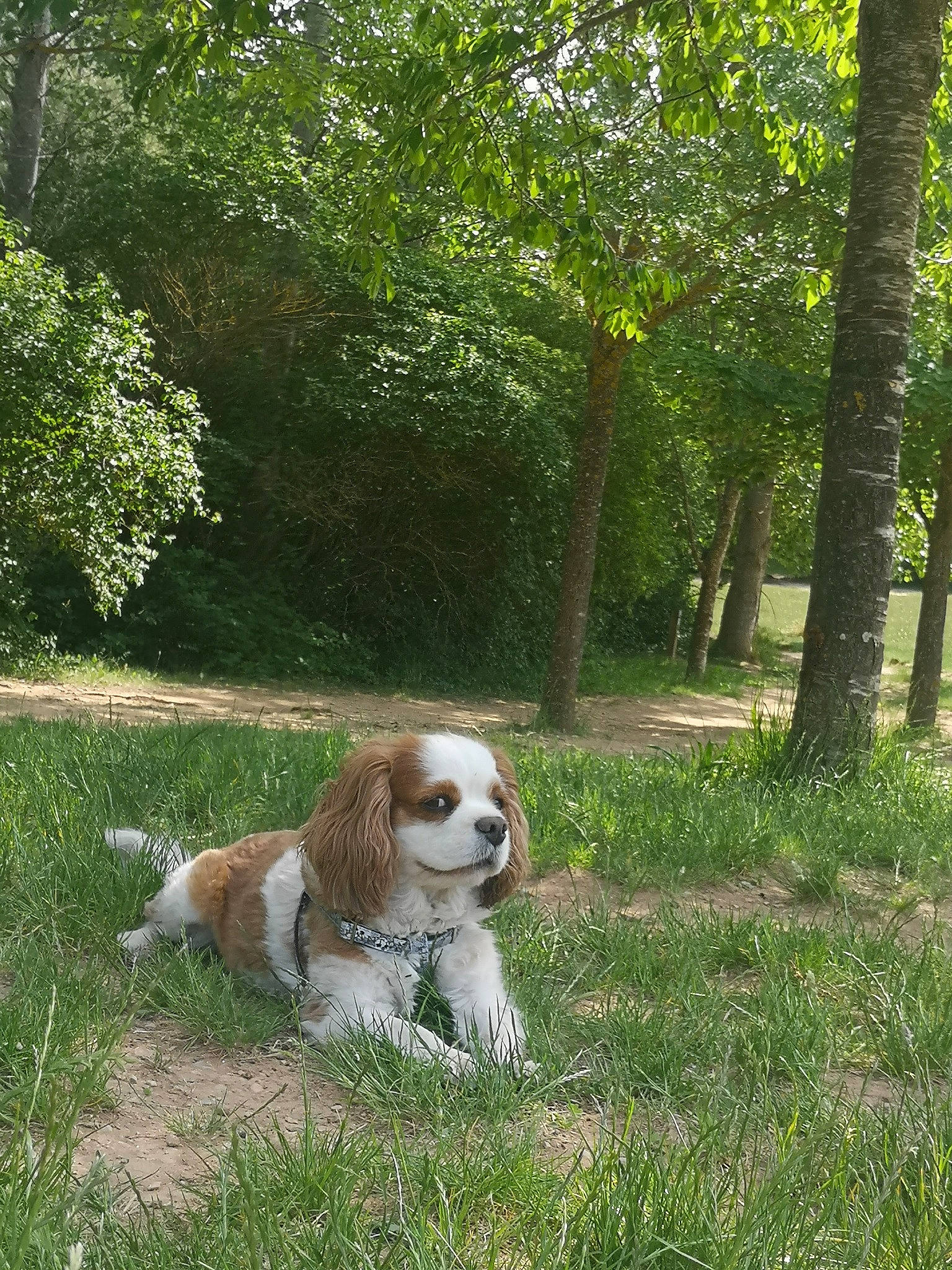 Elia participe au concours pour gagner de l'argent avec cette photo : canidae, carnivore, cavalier_king_charles_spaniel, cocker_spaniel, companion_dog, dog, dog_breed, fawn, french_spaniel, grass, king_charles_spaniel, mammal, russian_spaniel, spaniel, sporting_group, vertebrate, welsh_springer_spaniel