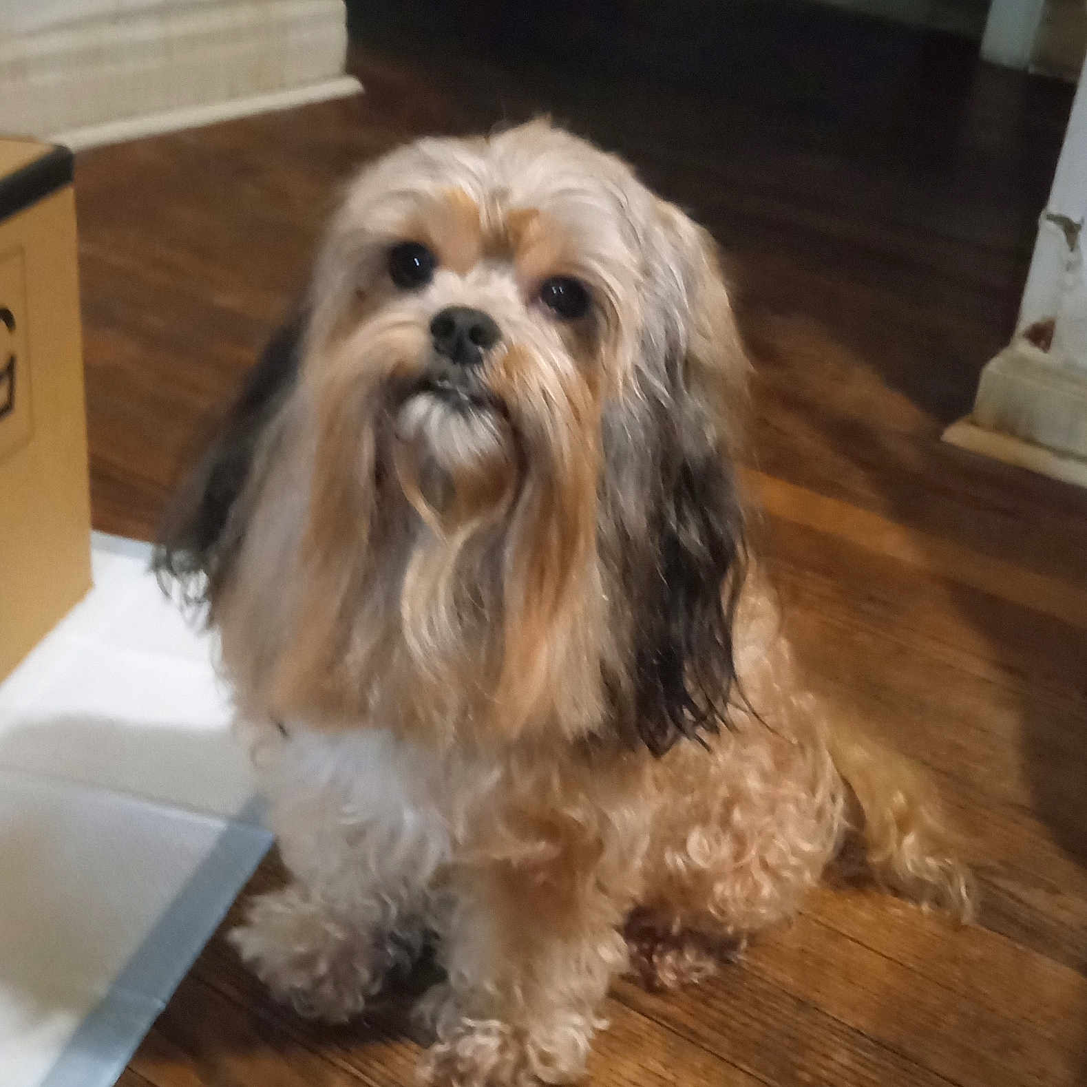 Trddy Macfarland joined the competition — help win amazing prizes! affenpinscher, animal, box, canine, cockerspaniel, dog, drawer, furniture, hardwood, hound, indoors, interiordesign, papillon, pet, plywood, poodle, puppy, terrier, whitedog, wood