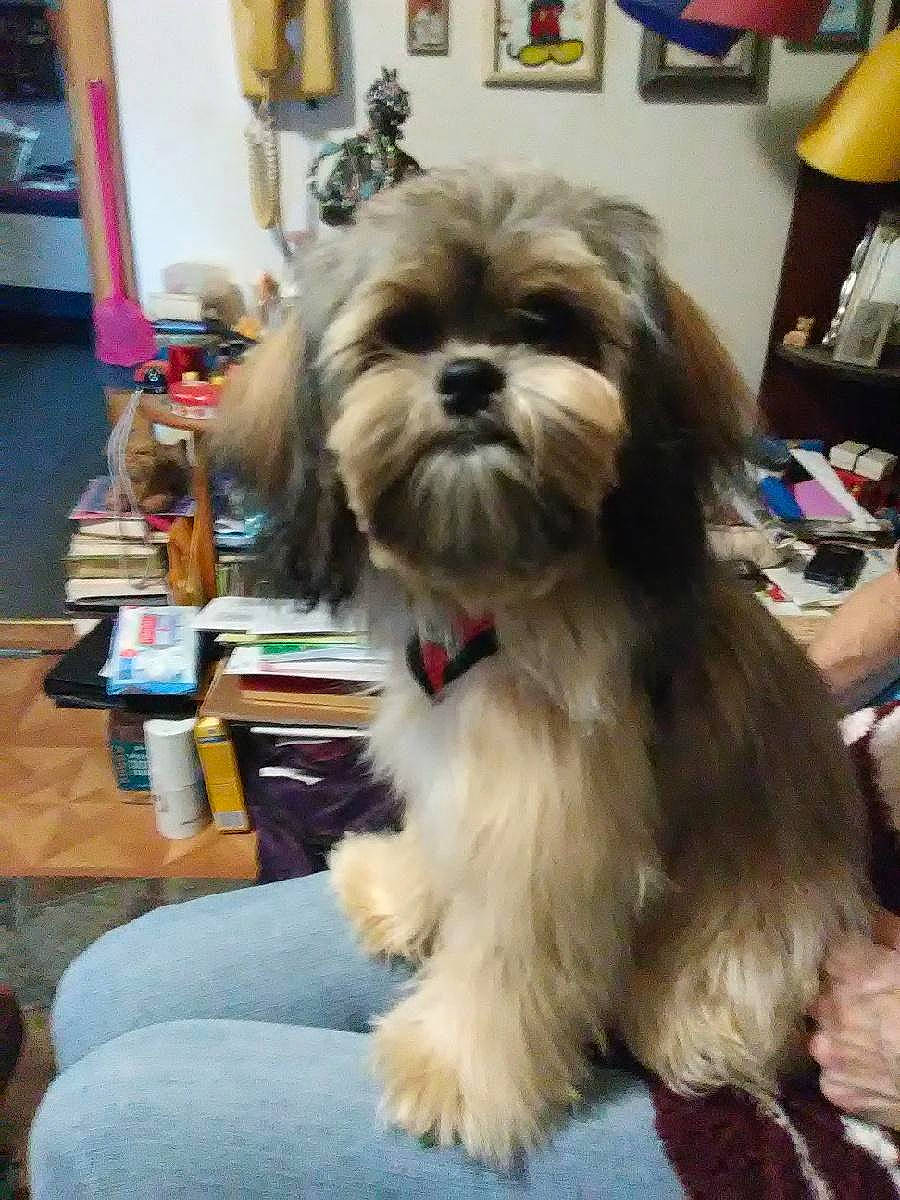 Teddy Macfarland is registered to the contest to win money with this photo: biewer_terrier, canidae, carnivore, companion_dog, dog, dog_breed, dog_supply, flooring, fur, liver, maltepoo, non_sporting_group, shih_poo, shih_tzu, small_terrier, snout, sporting_group, terrier, toy_dog, working_animal