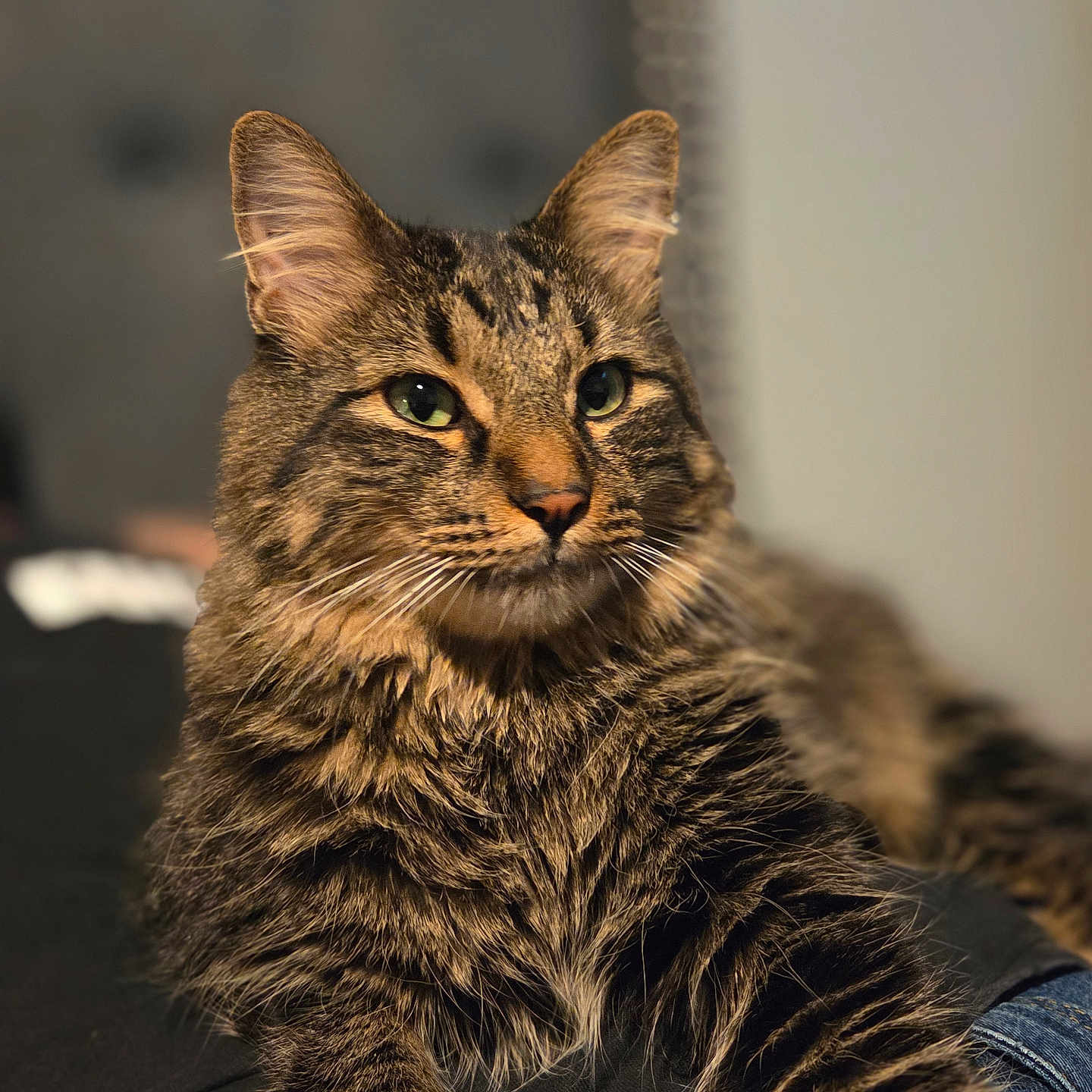Charlie joined the competition — help win amazing prizes! animal, cat, close_up, cozy, cute, domestic_cat, feline, fluffy, fur, green_eyes, indoor, laying_down, mammal, pet, portrait, relaxed, sleepy, soft_light, tabby, whiskers