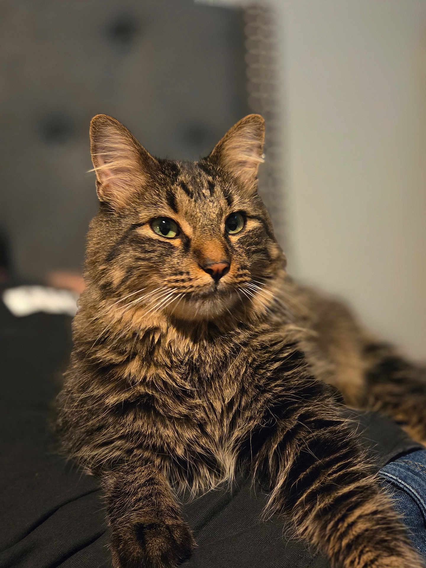 Charlie joined the competition — help win amazing prizes! cat, tabby, feline, pet, animal, fur, whiskers, green_eyes, relaxed, indoor, close_up, portrait, laying_down, cozy, soft_light, fluffy, domestic_cat, cute, mammal, sleepy