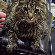 Charlie is registered to the contest to win money with this photo: cat, tabby, fluffy, pet, animal, feline, whiskers, paws, leather, chair, indoor, closeup, fur, eyes, hand, resting, cute, domestic, mammal, portrait