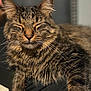 Charlie is registered to the contest to win money with this photo: cat, tabby, feline, fur, whiskers, closeup, pet, animal, sleeping, relaxed, cute, mammal, indoor, portrait, cozy, soft_light, happy, domestic_animal, furry, content