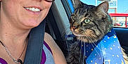Charlie is registered to the contest to win money with this photo: woman, cat, sunglasses, car, seatbelt, tank_top, tabby_cat, harness, blue_sky, sunlight, portrait, pet, animal, happy, smile, window, reflection, road_sign, travel, daylight