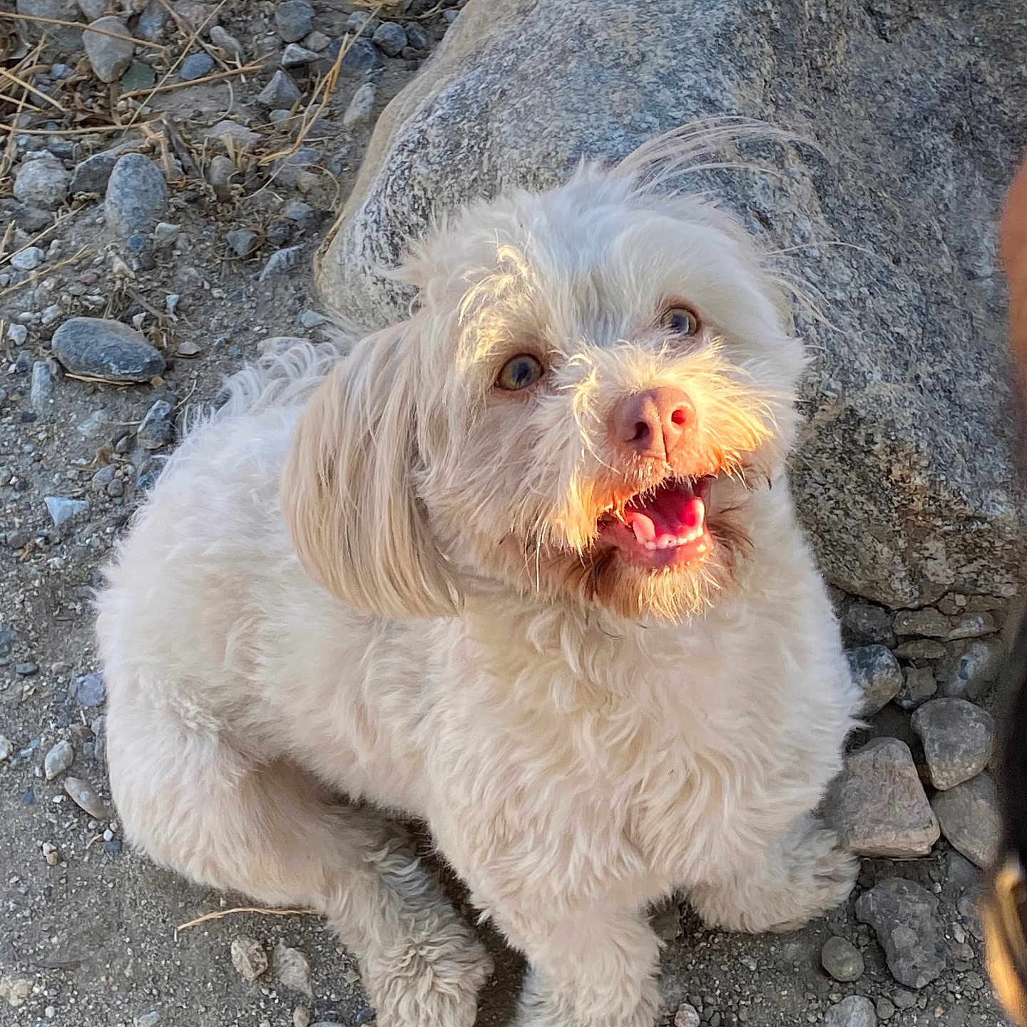 Luna is registered to the contest to win money with this photo: animal, canine, closeup, cute, daylight, dog, fluffy, friendly, fur, ground, happy, nature, outdoor, pet, portrait, rocks, sitting, smiling, sunlight, white_dog
