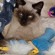 Billy participe au concours pour gagner de l'argent avec cette photo : cat, siamese_cat, pet, animal, indoor, carpet, plush_toys, blue_eyes, fur, whiskers, close_up, cute, relaxed, toy, soft_texture, mammal, domestic, feline, resting, companion