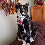 Cali joined the competition — help win amazing prizes! cat, tortoiseshell, pet, indoor, blanket, collar, tags, plant, potted_plant, cabinet, wooden_furniture, autumn_leaves, decor, red_decoration, brown_blanket, wall, sitting, looking, feline, cozy