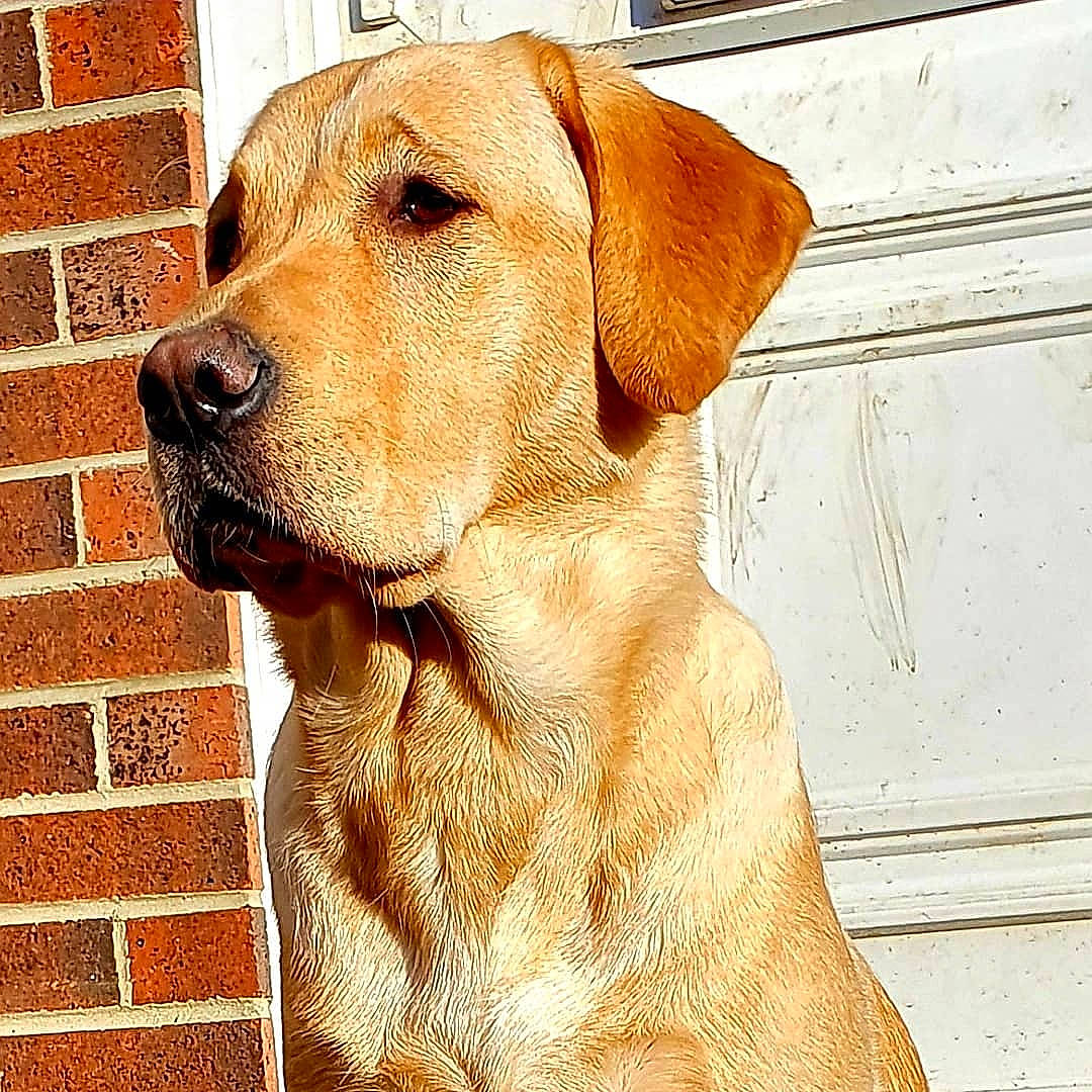 Bowser joined the competition — help win amazing prizes! broholmer, canidae, carnivore, companion_dog, dog, dog_breed, fawn, golden_retriever, labrador_retriever, mammal, retriever, snout, sporting_group, vertebrate