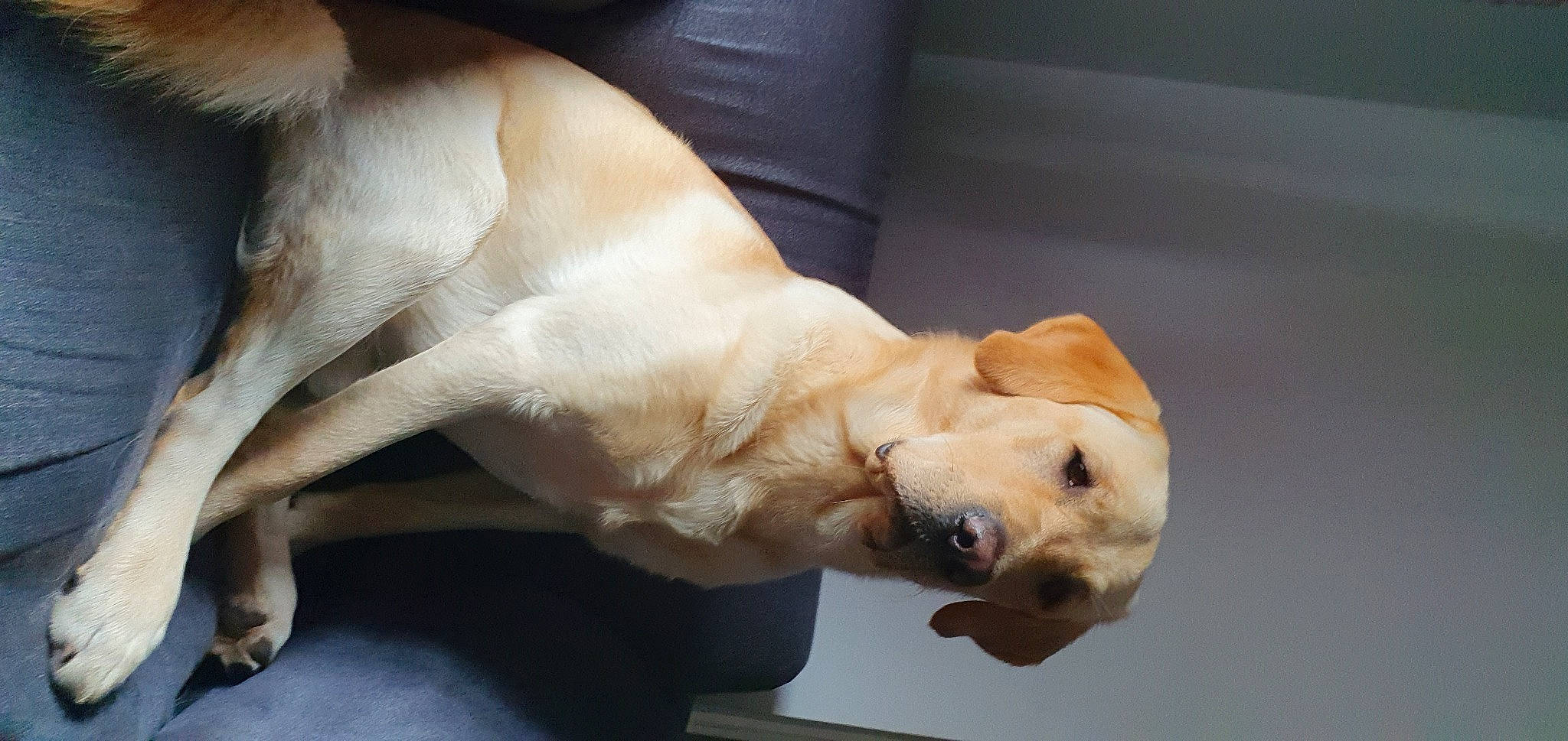 Bowser is registered to the contest to win money with this photo: canidae, carnivore, companion_dog, dog, dog_breed, fawn, labrador_retriever, mammal, nap, puppy, puppy_love, retriever, snout, sporting_group