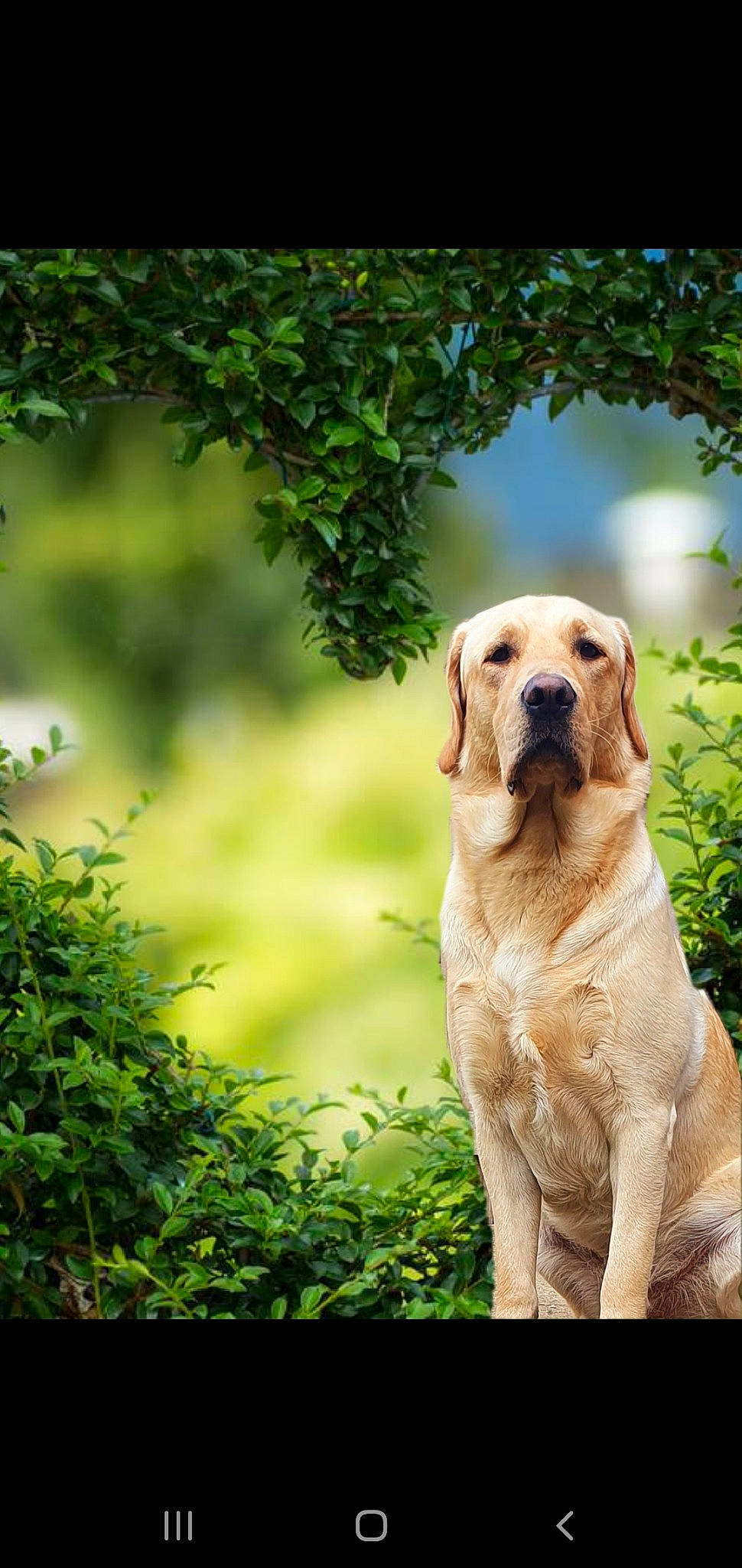 Bowser is registered to the contest to win money with this photo: anatolian_shepherd_dog, broholmer, canidae, carnivore, companion_dog, dog, dog_breed, fawn, fila_brasileiro, golden_retriever, grass, labrador_retriever, mammal, plant, retriever, snout, sporting_group, tree, vertebrate