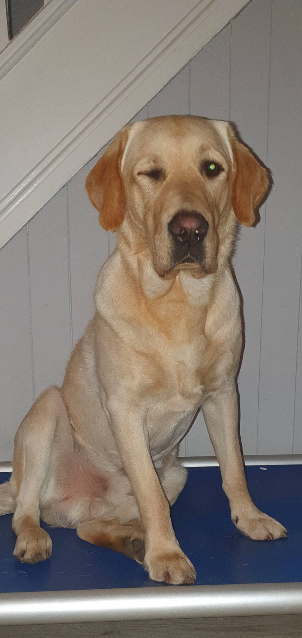 Bowser joined the competition — help win amazing prizes! ancient_dog_breeds, beagador, broholmer, canidae, carnivore, companion_dog, dog, dog_breed, fawn, golden_retriever, hunting_dog, labrador_retriever, mammal, portuguese_pointer, rare_breed_dog, retriever, rhodesian_ridgeback, snout, sporting_group, vertebrate