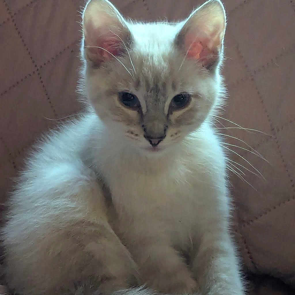Angel is registered to the contest to win money with this photo: adorable, animal, cat, closeup, cute, domestic_cat, ears, face, feline, fluffy, fur, indoor, kitten, pet, portrait, quilted_background, sitting, small, whiskers, young